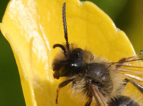 Andrena flavipes